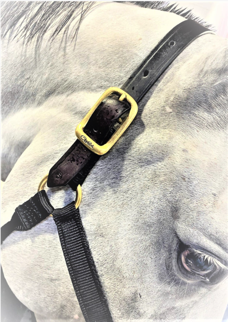 Walsh | Breakaway 1" Halter w/ Straight Chin