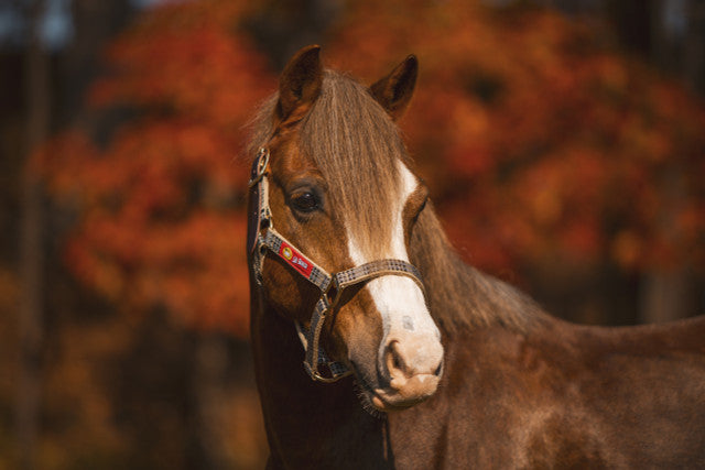 5/A Baker | Breakaway Halter w/ Full Leather 1" Crown