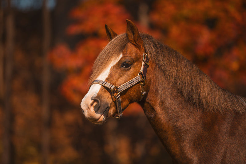 5/A Baker | Breakaway Halter w/ Full Leather 1" Crown