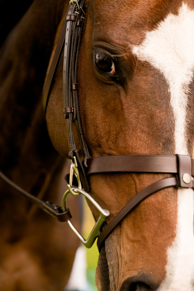KL Select | Black Maple Training Bridle